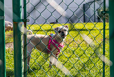 Sea Forest Beach Club Fenced-In Dog Park