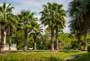 Sea Forest Beach Club Fenced-In Dog Park